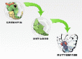 /album/evolu%c3%a7%c3%b5es%20pokemon/evolution004-copy-gif/